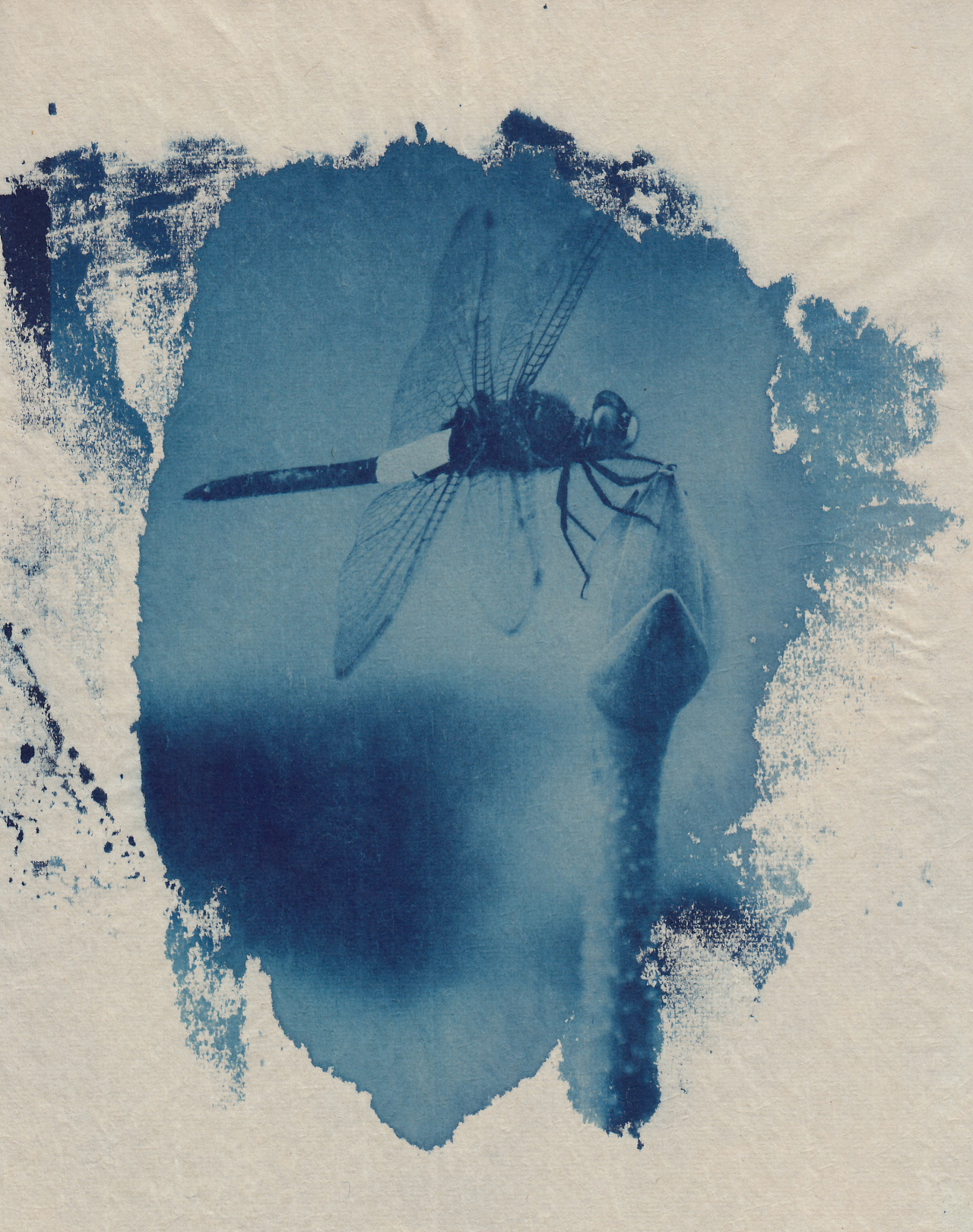 古典印相——宣纸蓝晒