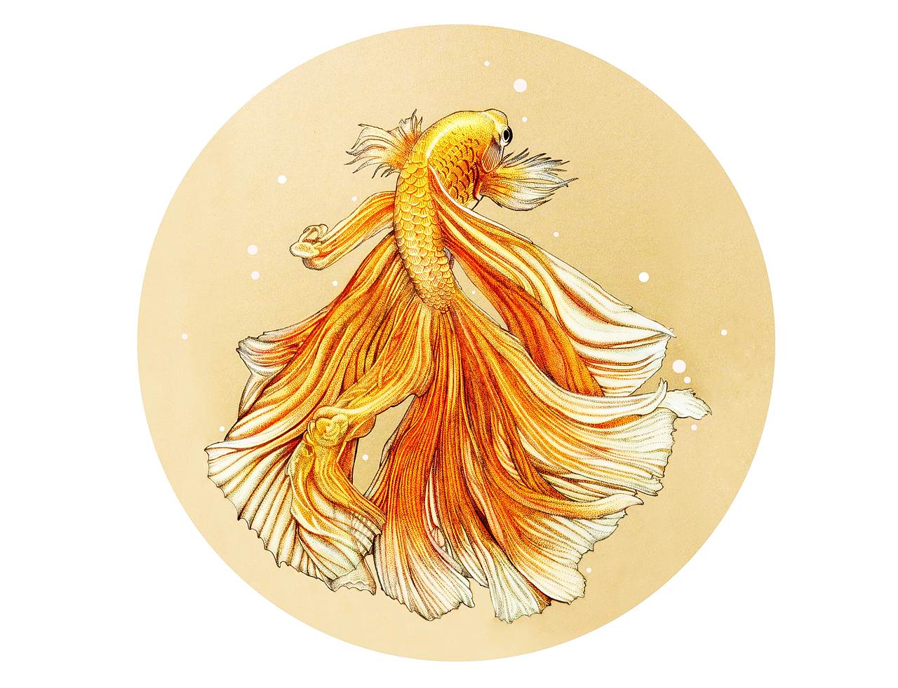 斗鱼~~~（图ZMzg4ODQ3OTY=） - 商业插画 - 站酷设计师VEN一皿原创素材 - 站酷ZCOOL