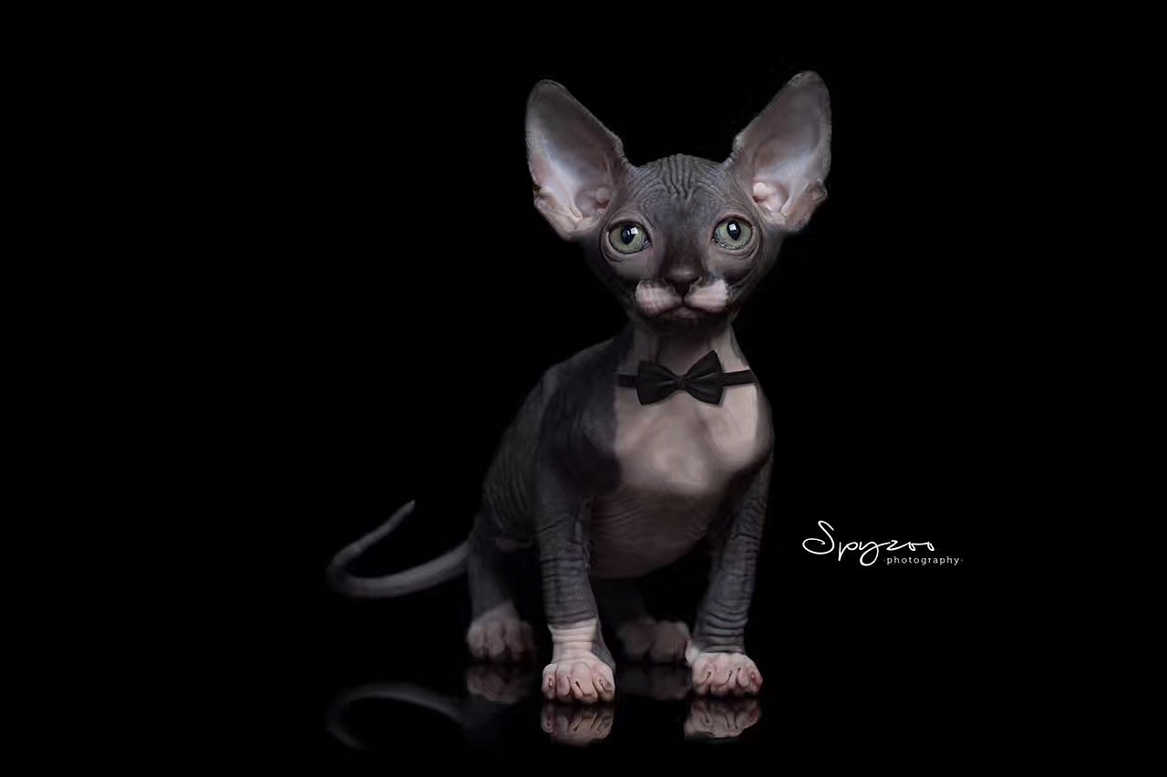 SPYZOO猫赛猫照片之「斯芬克斯无毛猫」（图ZMTY0MDc1ODQ0） - 宠物摄影 - 站酷设计师spyzoo原创素材 - 站酷ZCOOL