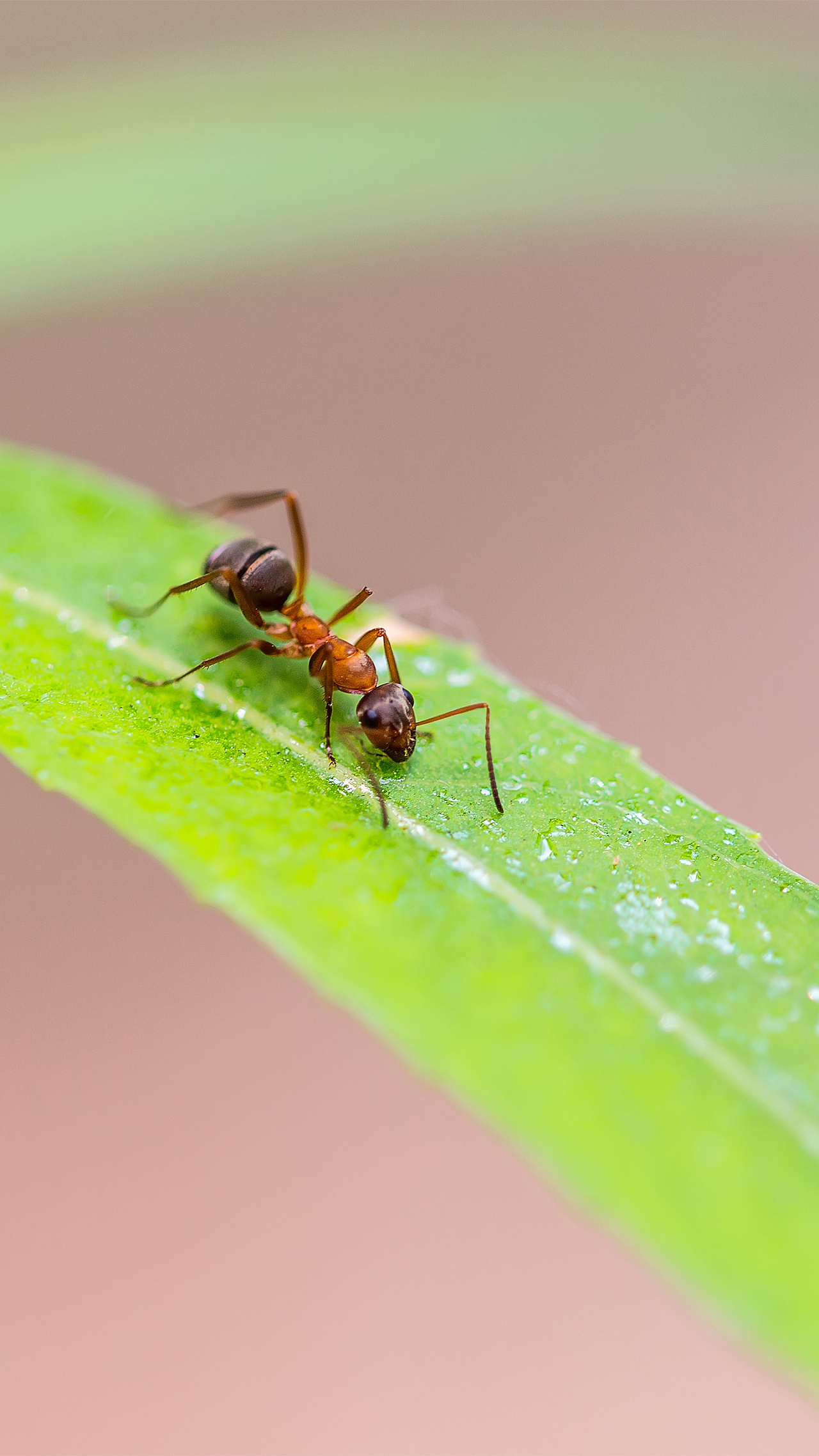 蚂蚁卵孵化-图库-五毛网