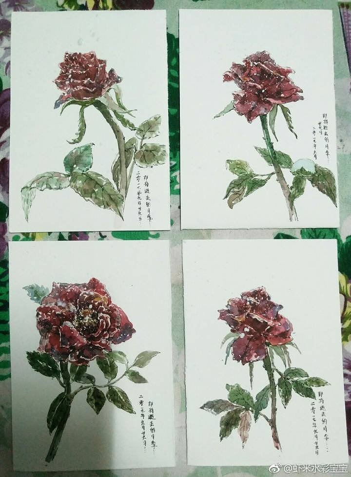 即将逝去的月季（图ZOTMwNDQzNzI=） - 绘画 - 站酷设计师虾米插画原创素材 - 站酷ZCOOL