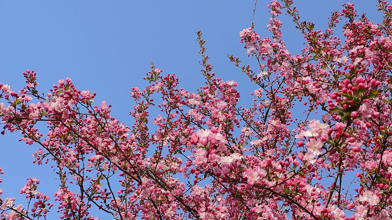 省耕公园--海棠花