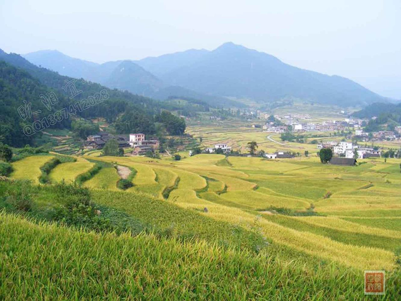 风景写实 花 红