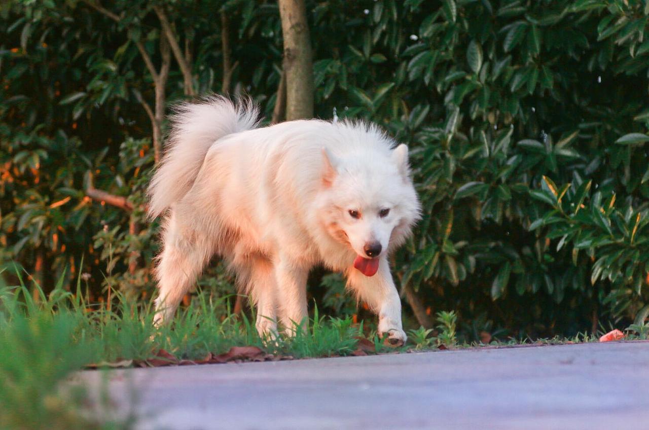 我的宠物们（图ZODA2OTczNzI=） - 宠物摄影 - 站酷设计师大郭2497原创素材 - 站酷ZCOOL