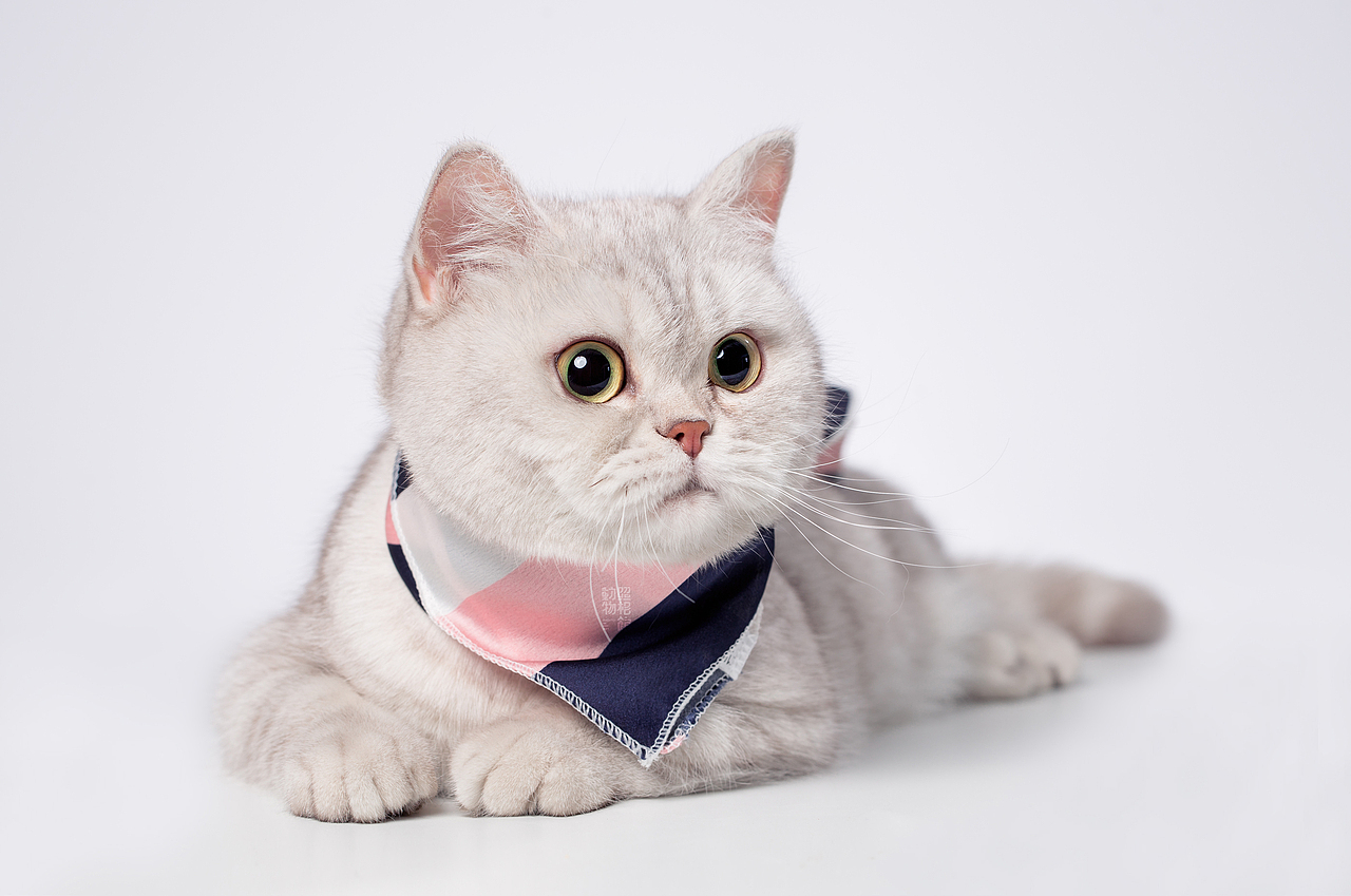 【動物照相館】孕妈美照