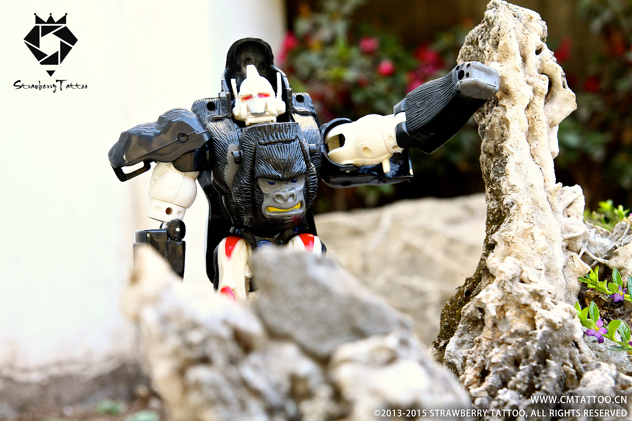 2015 萌宠大合集