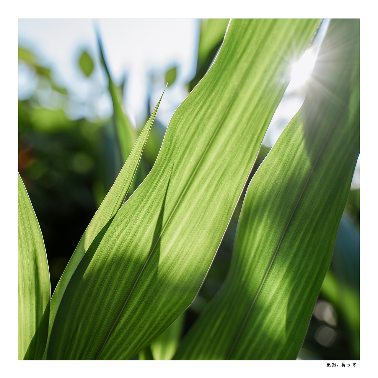 我从森林带回来了礼物 阳光 绿叶 花朵