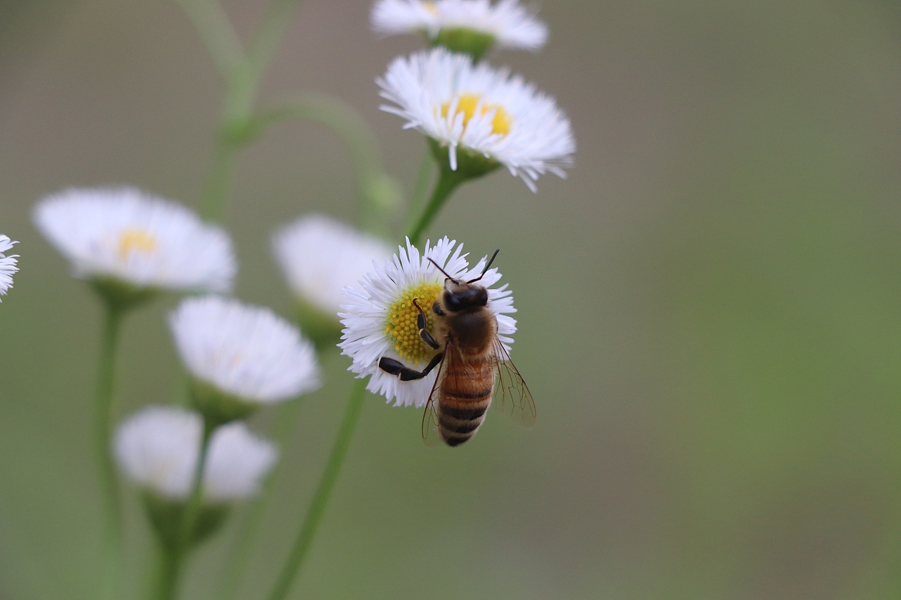 小动物的小小世界