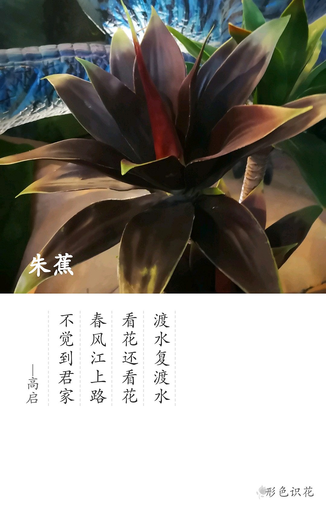 绿植花型一览（图ZMTM2MDM5MDA0） - 产品摄影 - 站酷设计师左I可原创素材 - 站酷ZCOOL