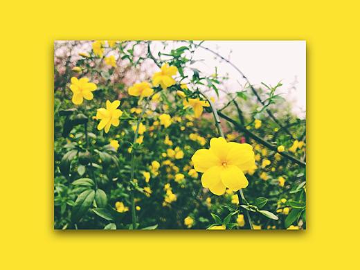 花开