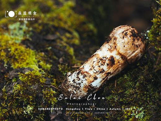 美食摄影「食材库.云南.香格里拉.松茸」