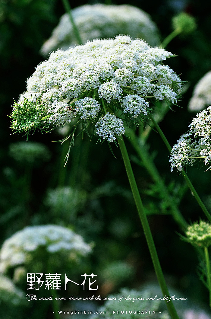 小区路边的野萝卜花|摄影|风光摄影|binbin5s - 原创作品 - 站酷