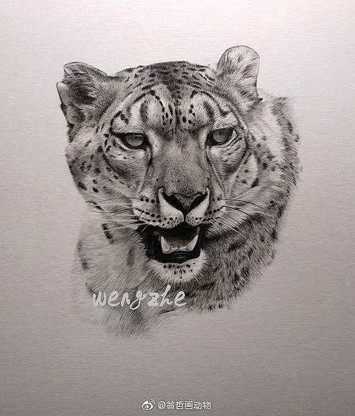 中国三种野生猫科动物（图ZMTU3NTQ0Mzk2） - 绘画 - 站酷设计师翁哲画动物原创素材 - 站酷ZCOOL