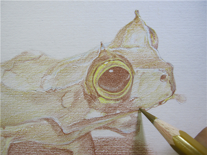 纸上彩铅--《囊蛙》过程随录（图ZMTczOTEyNDg=） - 绘画 - 站酷设计师超超的青葱原创素材 - 站酷ZCOOL