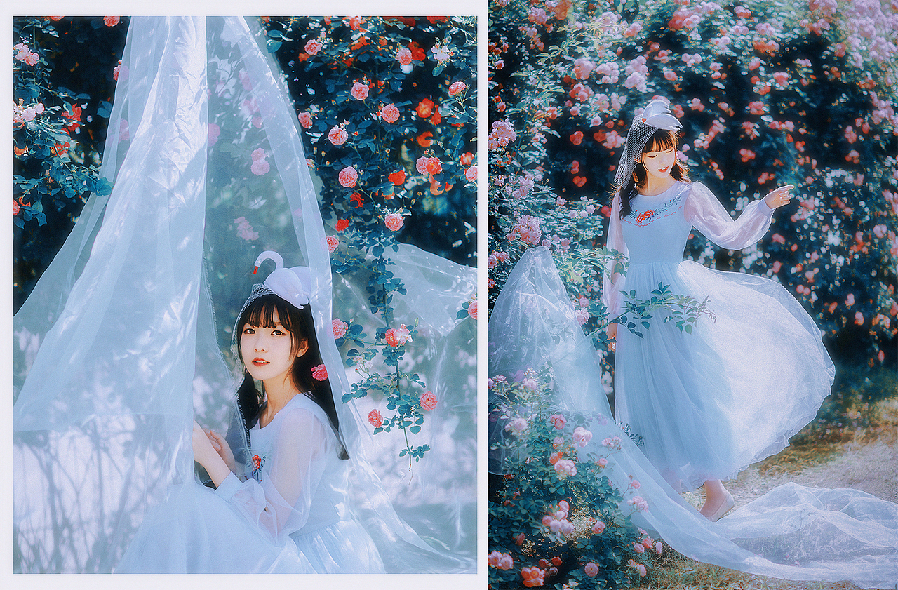 记得小琛和我说她去年没能拍到蔷薇好遗憾 今年时机刚好 我给她买了个小天鹅 仙到骨子里了~