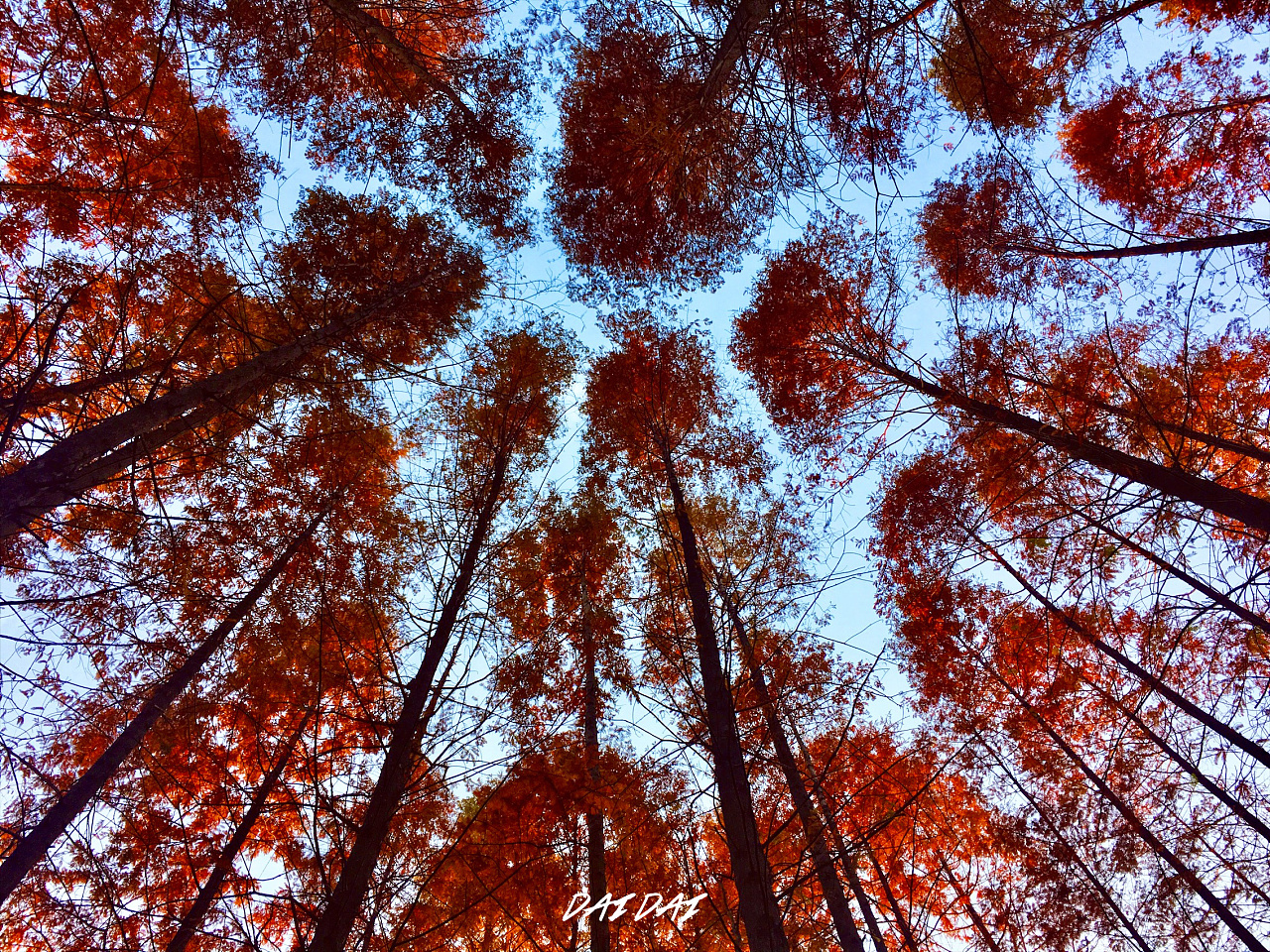 奇妙的旅行|摄影|动物|呆呆的日常 - 原创作品 - 