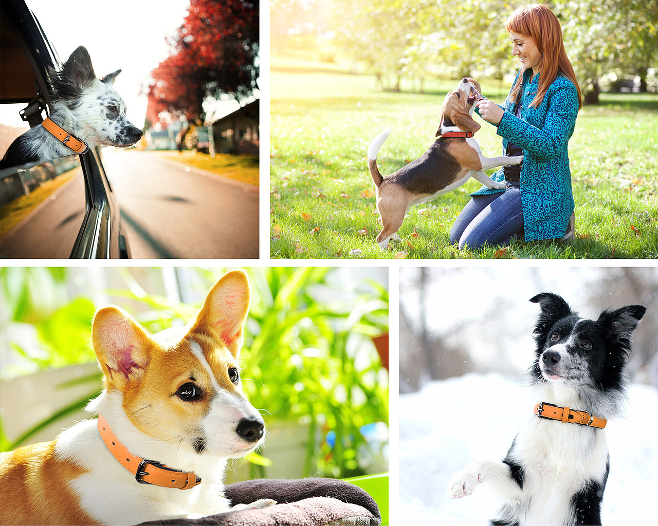 宠物产品场景图合集