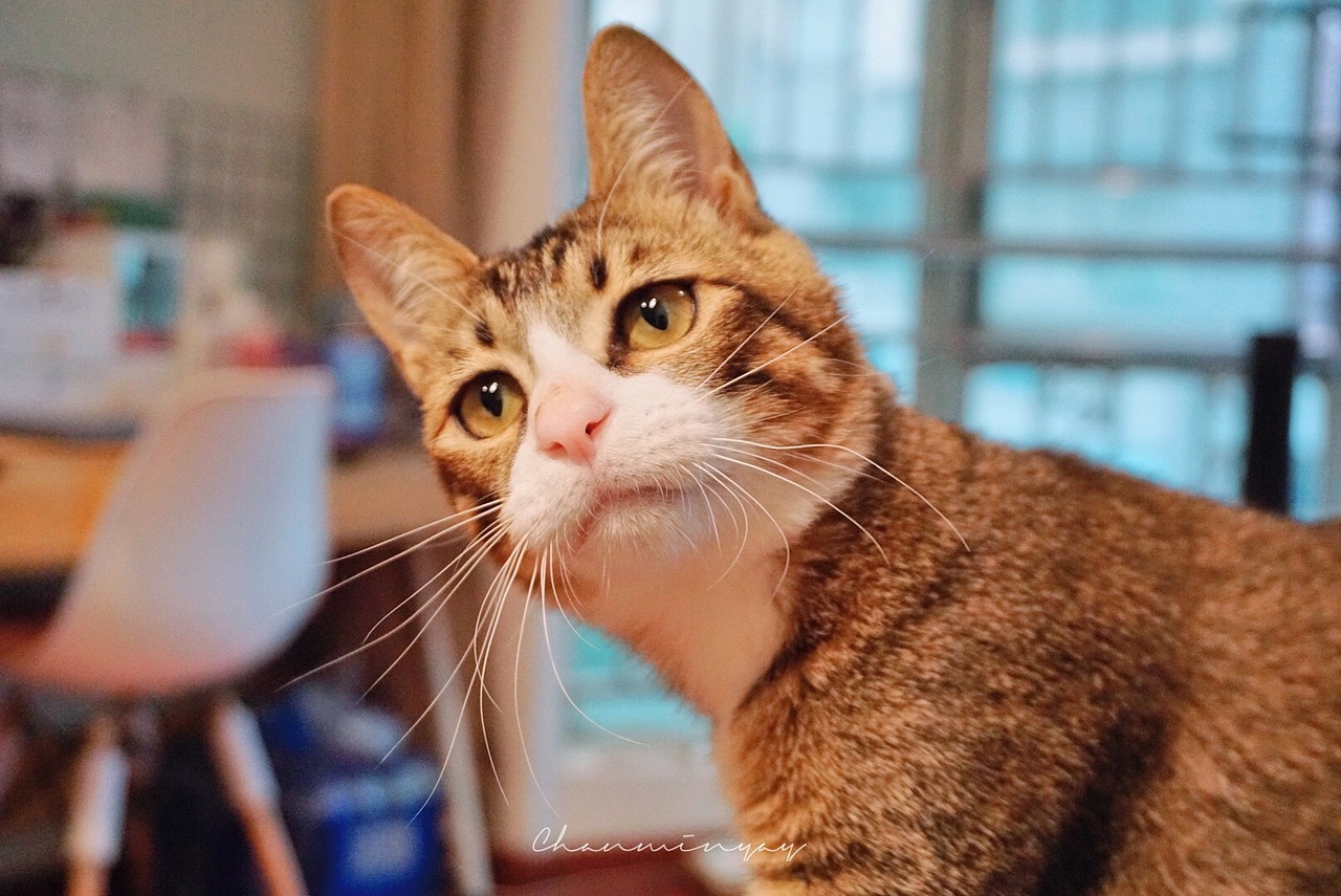 猫猫请看我·一