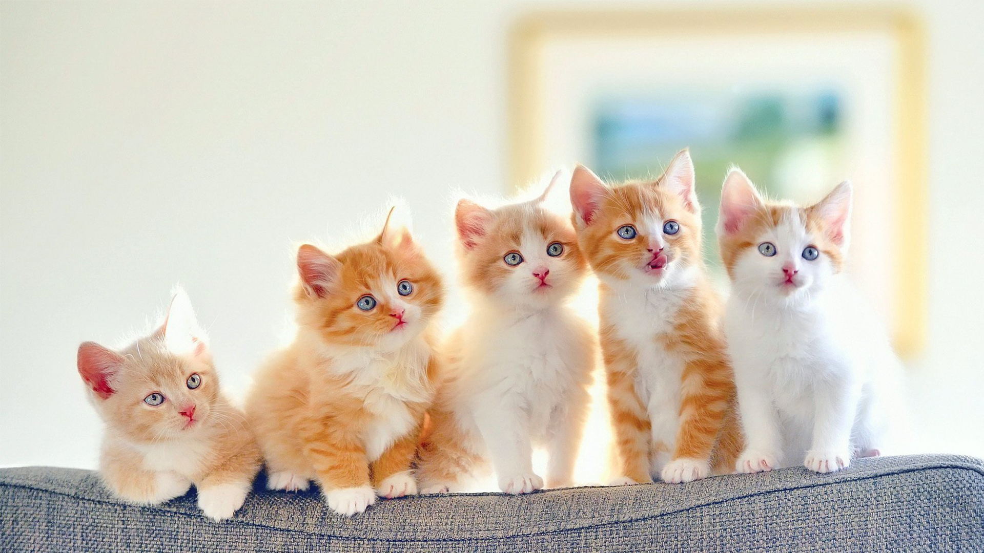 猫儿朵me的个人主页（背景预览） - 主页背景设置 - 站酷设计师猫儿朵me原创素材 - 站酷ZCOOL