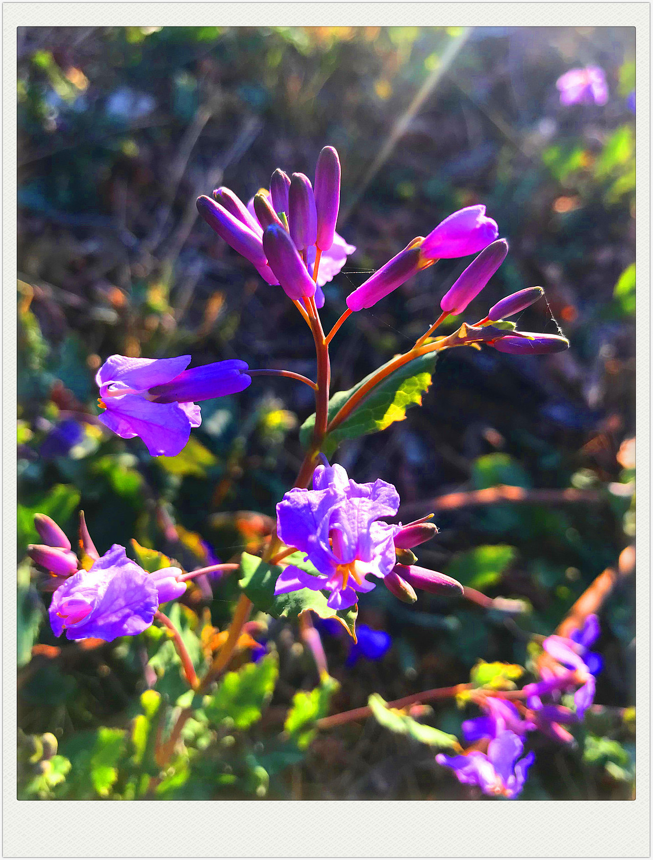 刘勇良手机纪实摄影:二月兰花开了