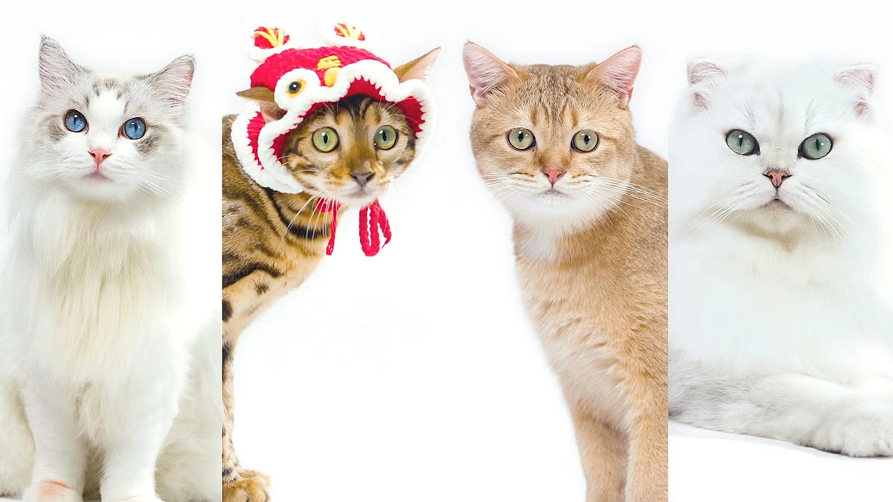 珀珀宠影x红魔游戏手机之过年贺岁小片