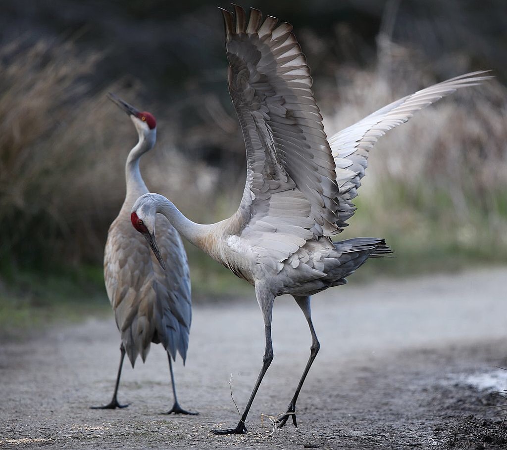 鹤氅如烟羽扇风赋情芳草绿阴中