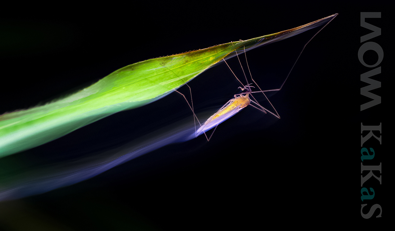 一堆素材来袭，各种风格（图ZNTUxMjUxNDQ=） - 风光摄影 - 站酷设计师瓜哥微距摄影原创素材 - 站酷ZCOOL