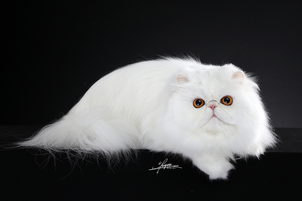 异国长毛猫AMYWORKS,拍摄于浙江义乌