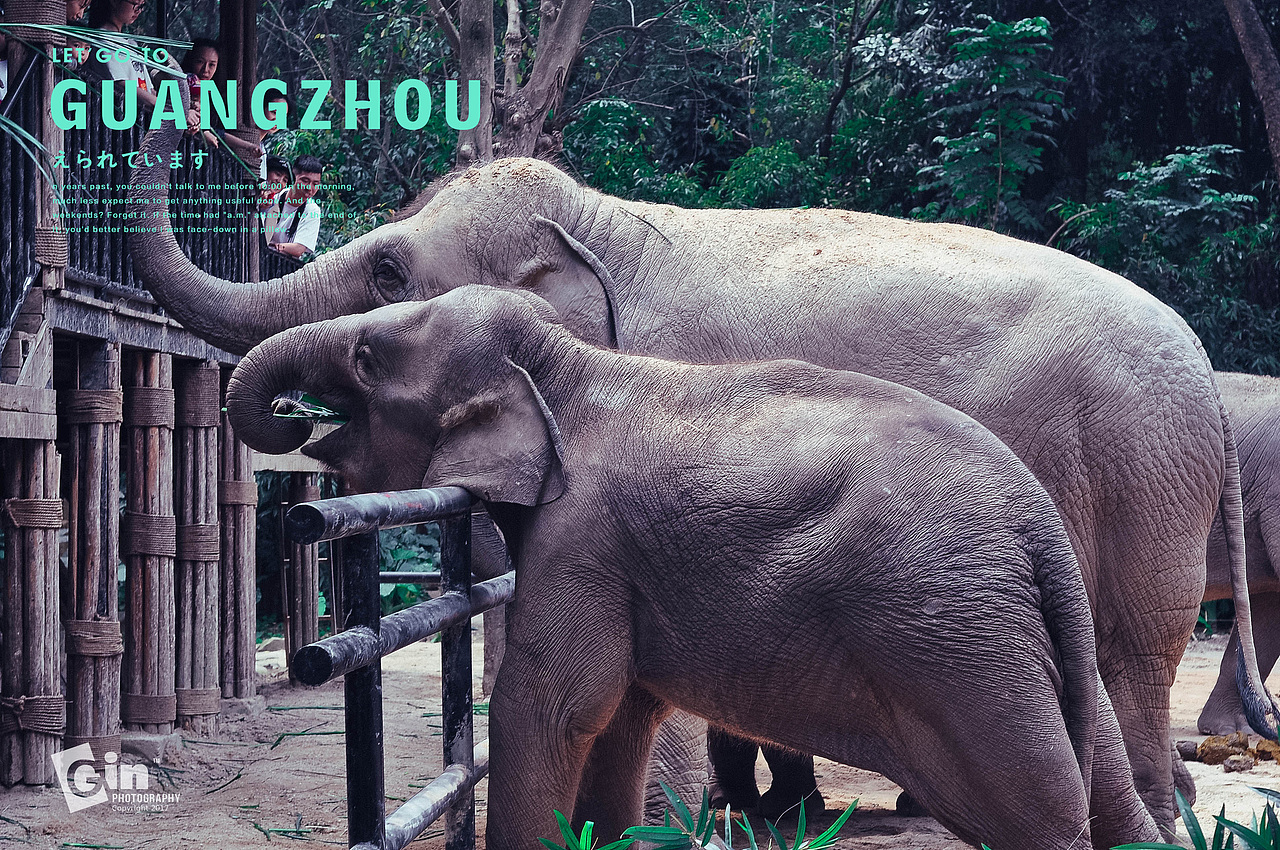 拍照 | 广州百万葵园、（图ZMTAyMzU0NzA0） - 风光摄影 - 站酷设计师琴酒小筑原创素材 - 站酷ZCOOL