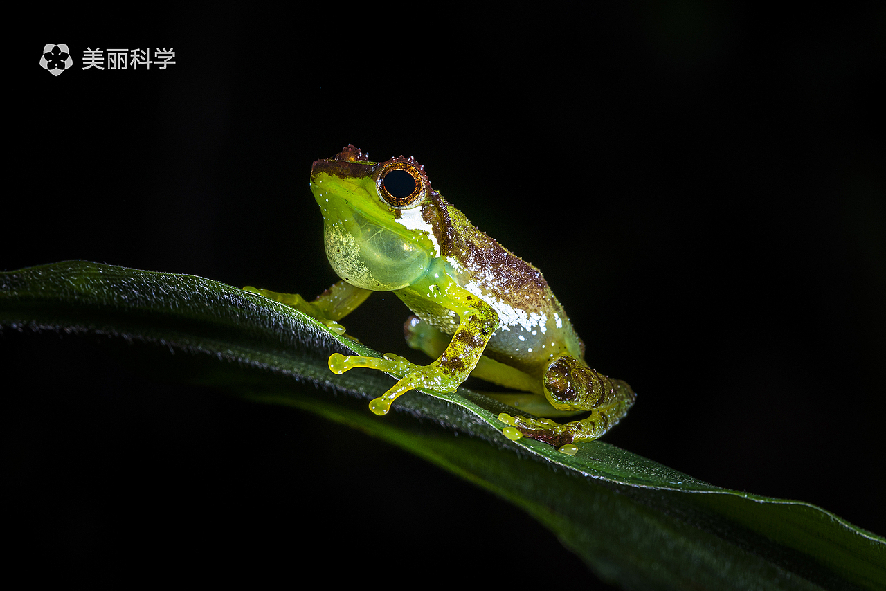中国动物两爬之美丨峨眉髭蟾黑眼睑纤树蛙