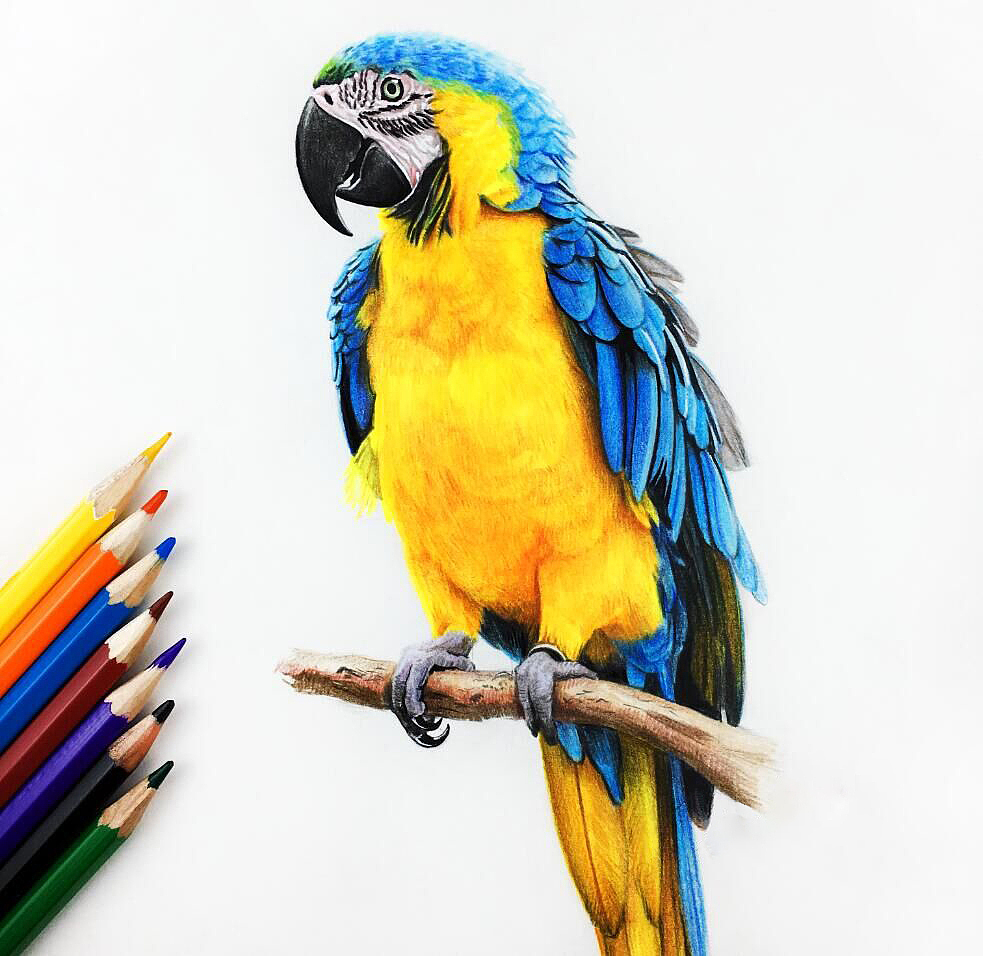彩铅鹦鹉|纯艺术|绘画|本科同学_原创作品-站酷zcool