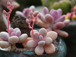 北京克罗莉斯植物营养土