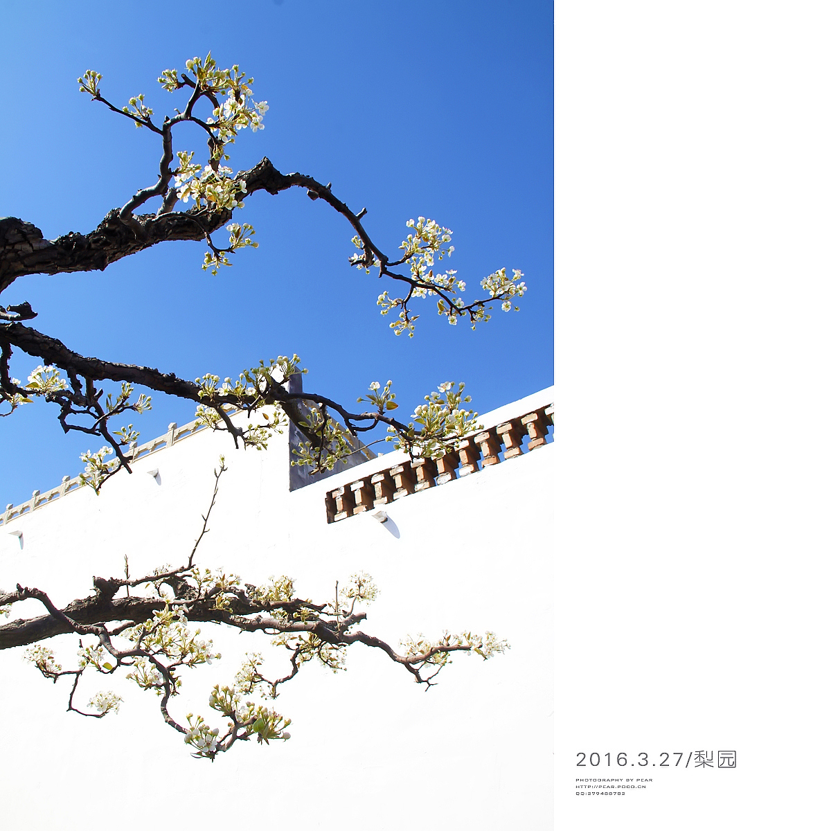 2016.3.27/梨园（图ZNDUzNTU4MjA=） - 风光摄影 - 站酷设计师pear1103原创素材 - 站酷ZCOOL
