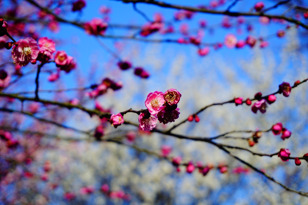 那年闲逛的玄武湖