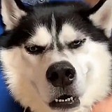 烽火戲诸侯的头像