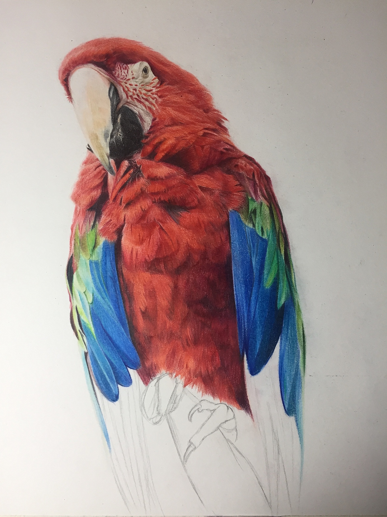 彩铅画动物之《华丽的鹦鹉》