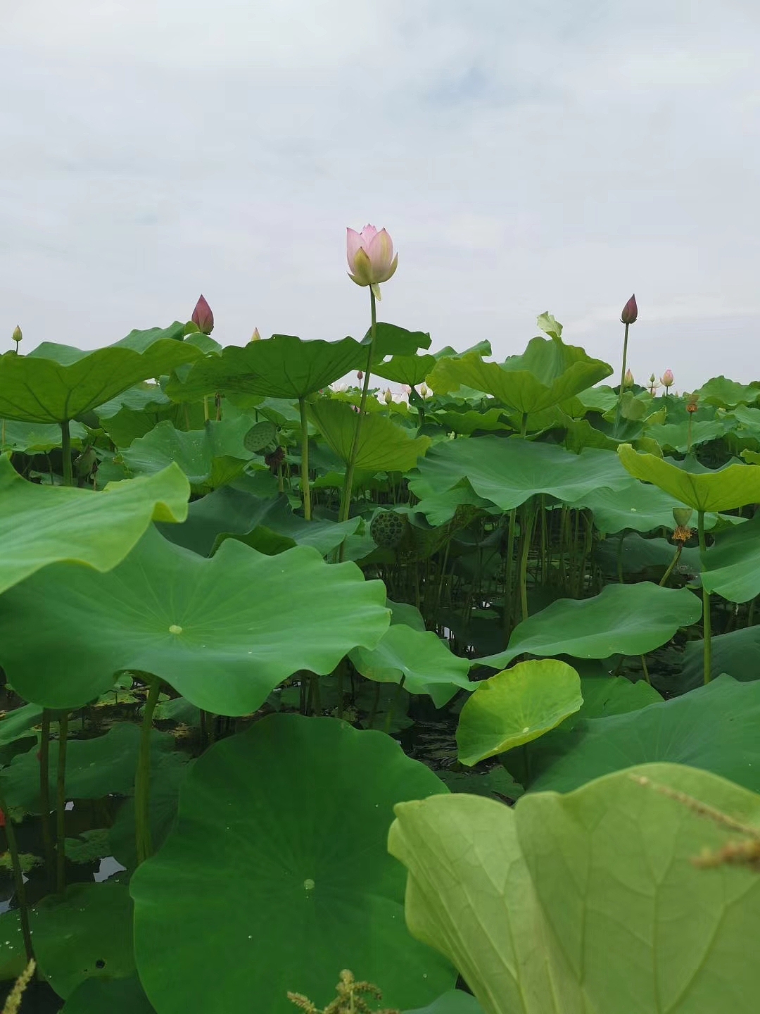 发现自然中的美（图ZMTc2NTcwMzQ0） - 风光摄影 - 站酷设计师生活是自己的原创素材 - 站酷ZCOOL