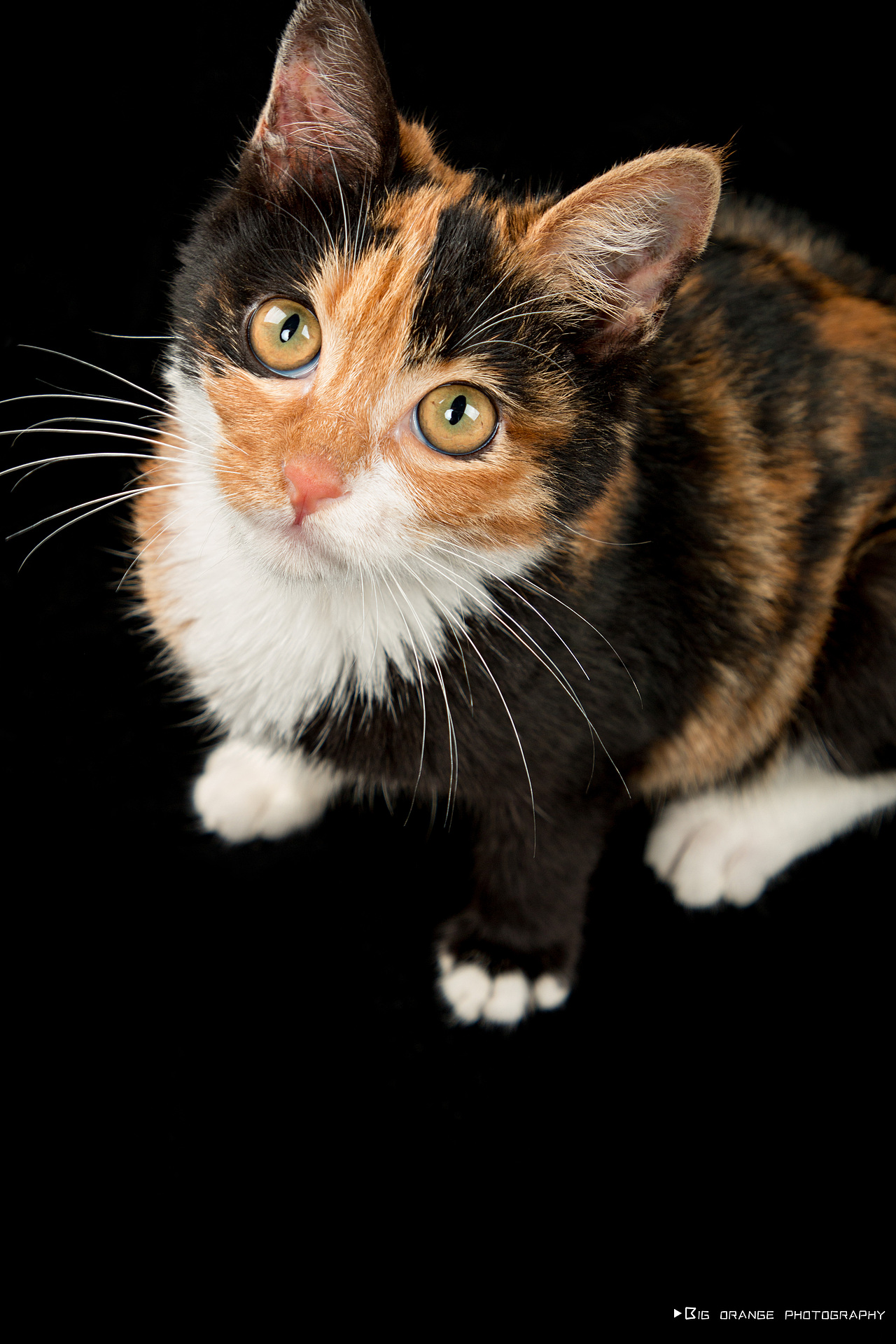 whereisthecat黑白纯色背景猫片猫咪写真