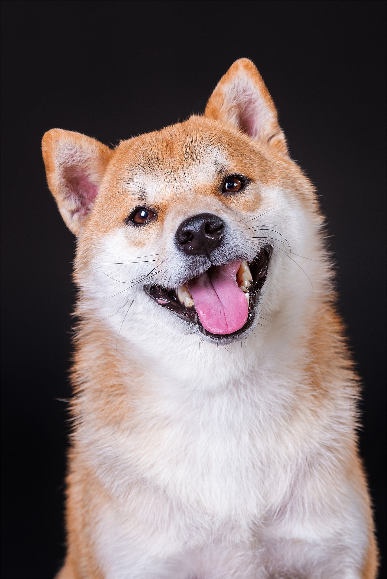 宠物肖像照|摄影|宠物摄影|郑洳亚 - 原创作品 - 站酷 (zcool)