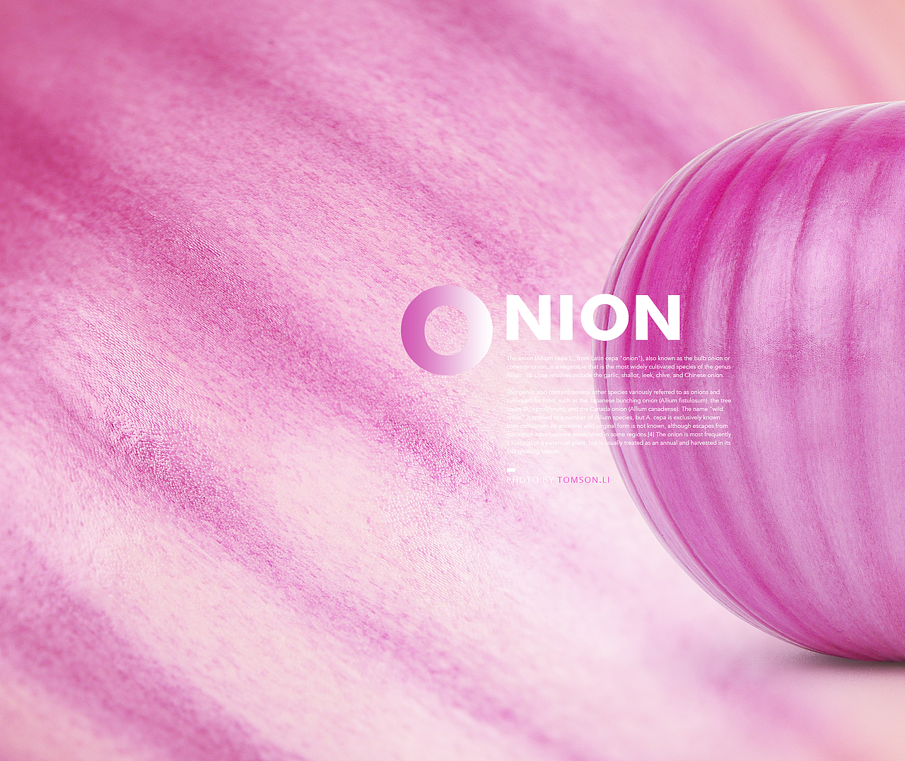 圈圈葱 | ONION（图ZMTEyMDczNTIw） - 产品摄影 - 站酷设计师Tomson.li原创素材 - 站酷ZCOOL