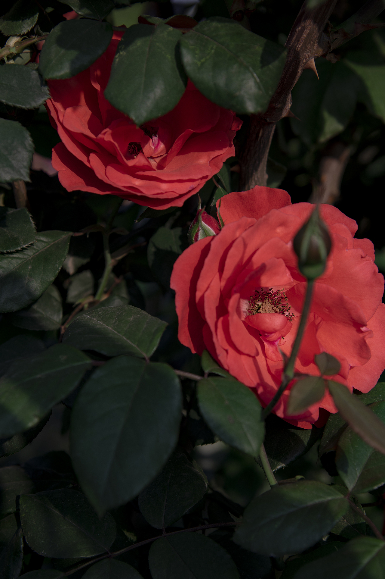 夏日~月季～玫瑰??（圖ZMzAwMzUwODky） - 風(fēng)光攝影 - 站酷設(shè)計(jì)師阿雪啦原創(chuàng)素材 - 站酷ZCOOL