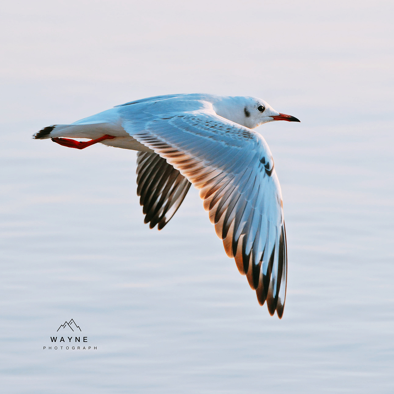 新人报道，请多关照😃（图ZMTkzOTE2NzMy） - 宠物摄影 - 站酷设计师丶WAYNE丶原创素材 - 站酷ZCOOL