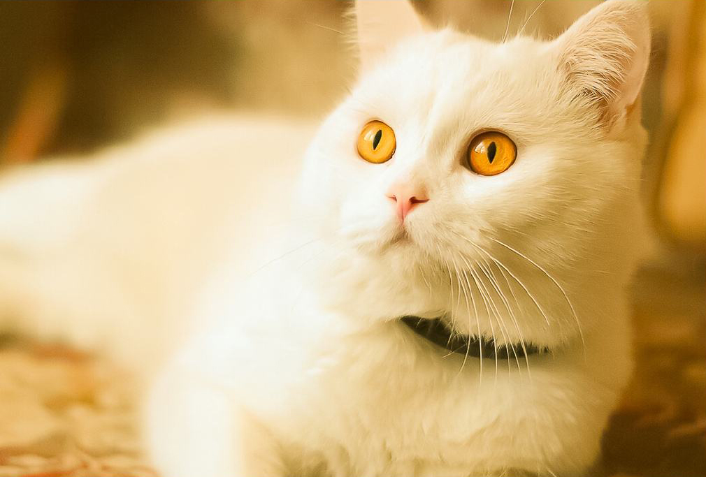 墨雪寒香的个人主页（背景预览） - 主页背景设置 - 站酷设计师墨雪寒香原创素材 - 站酷ZCOOL