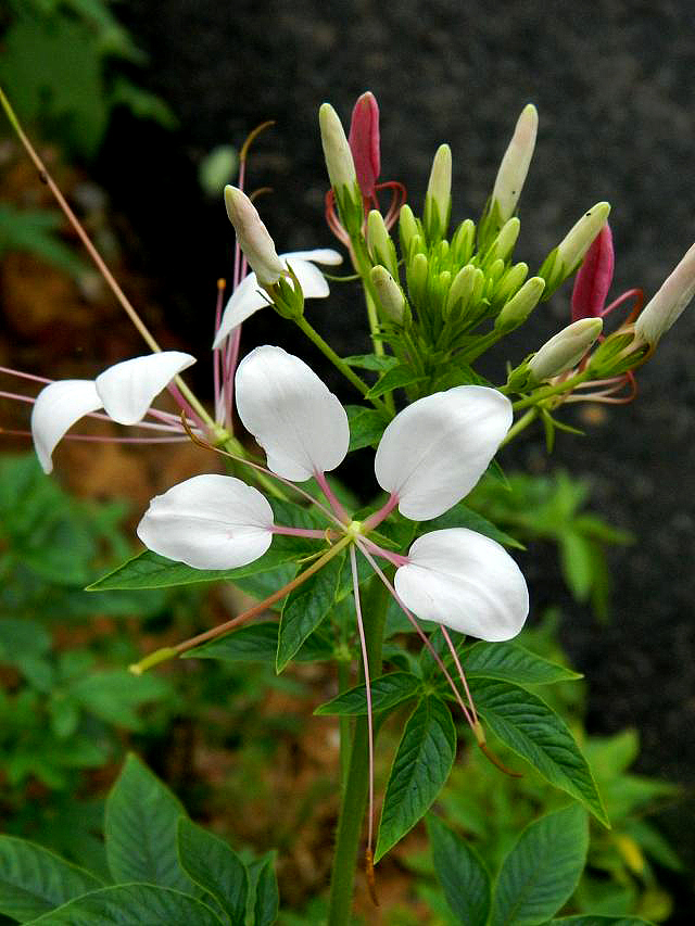 秋季国际慢城乡野风情（图ZMTk1Mjk4ODQ=） - 风光摄影 - 站酷设计师zhangping_3636原创素材 - 站酷ZCOOL