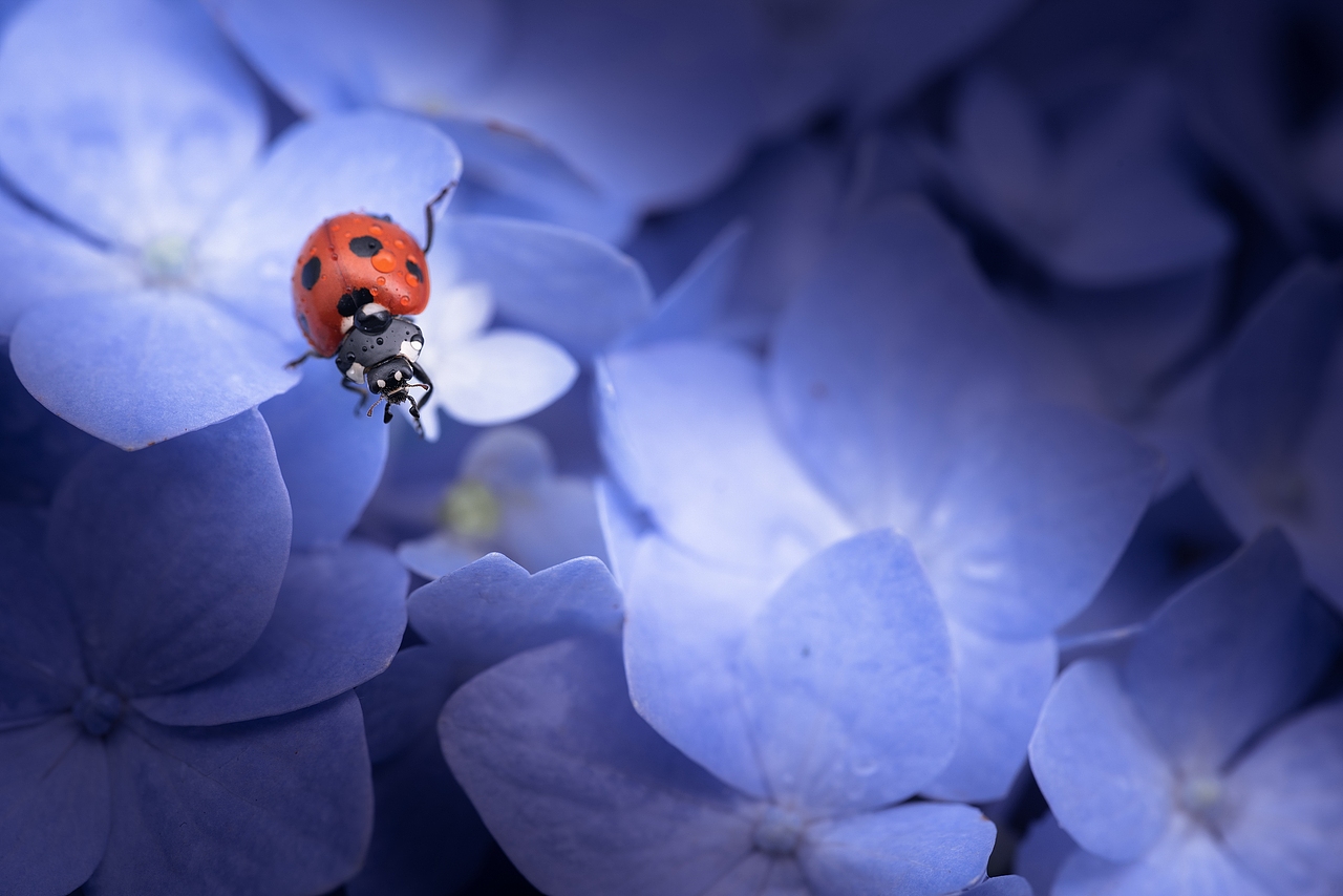 紫色浪漫（图ZMTYwNjU3MDY0） - 风光摄影 - 站酷设计师沉默畅想曲原创素材 - 站酷ZCOOL