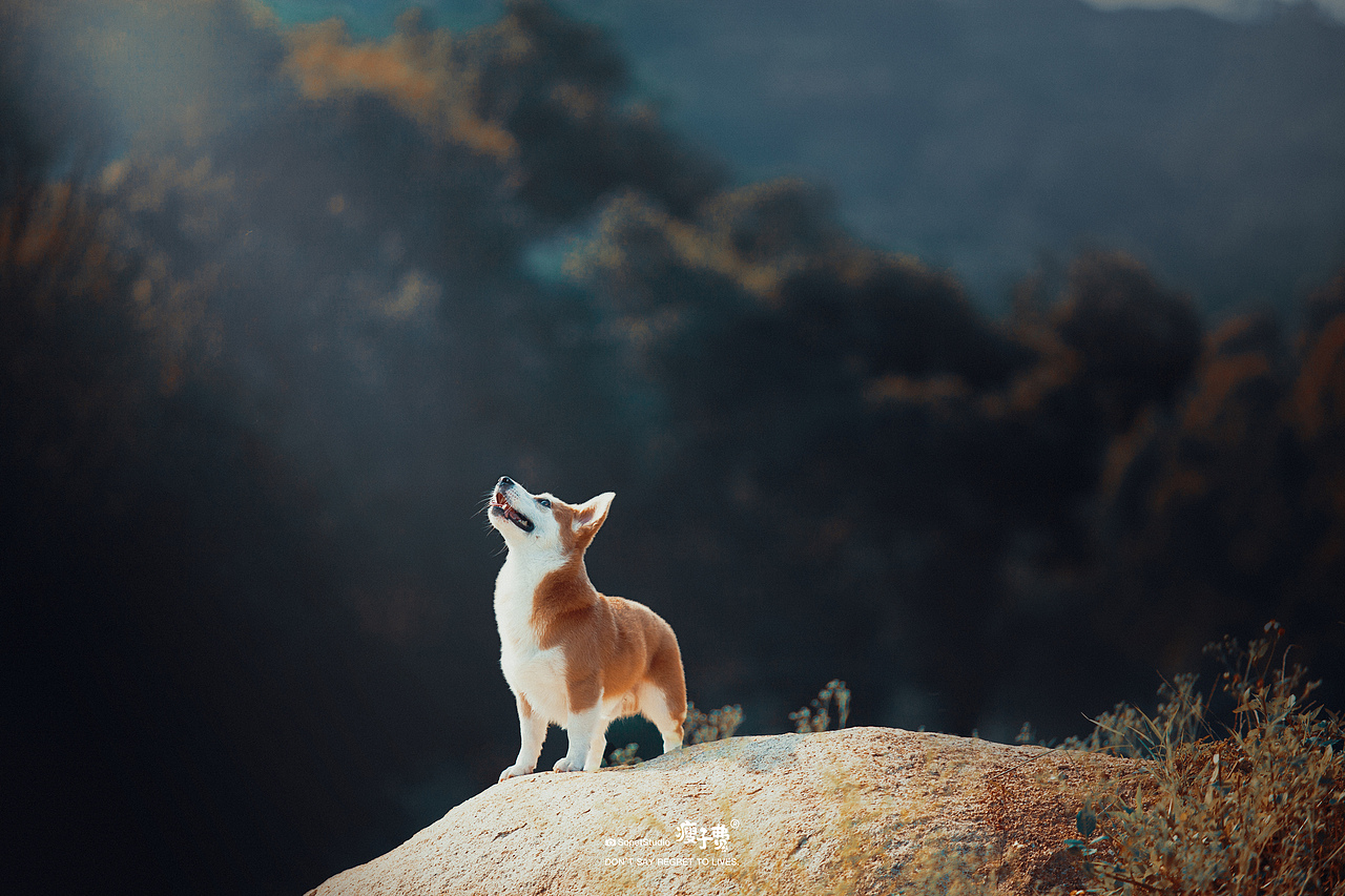 猫狗双全的美好生活