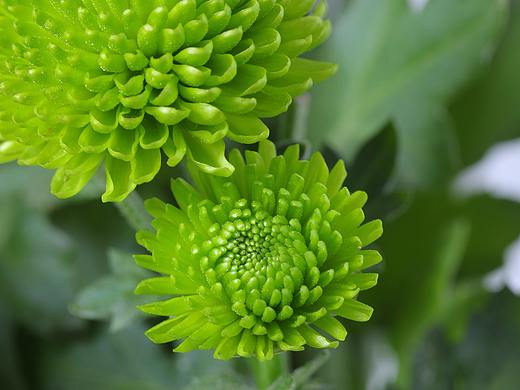 绿植摄影-2020下半年总结