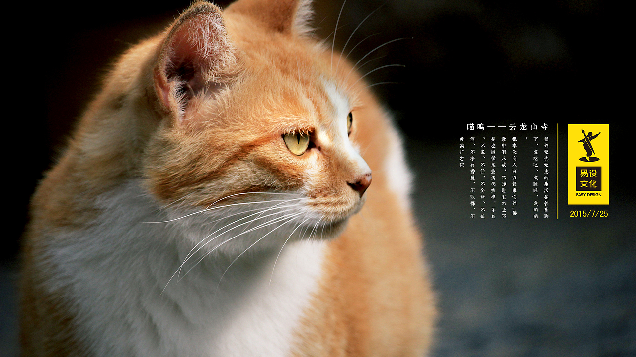 喵爹爹3（图ZMzMwNDgxNjQ=） - 宠物摄影 - 站酷设计师HAOHAO设计原创素材 - 站酷ZCOOL