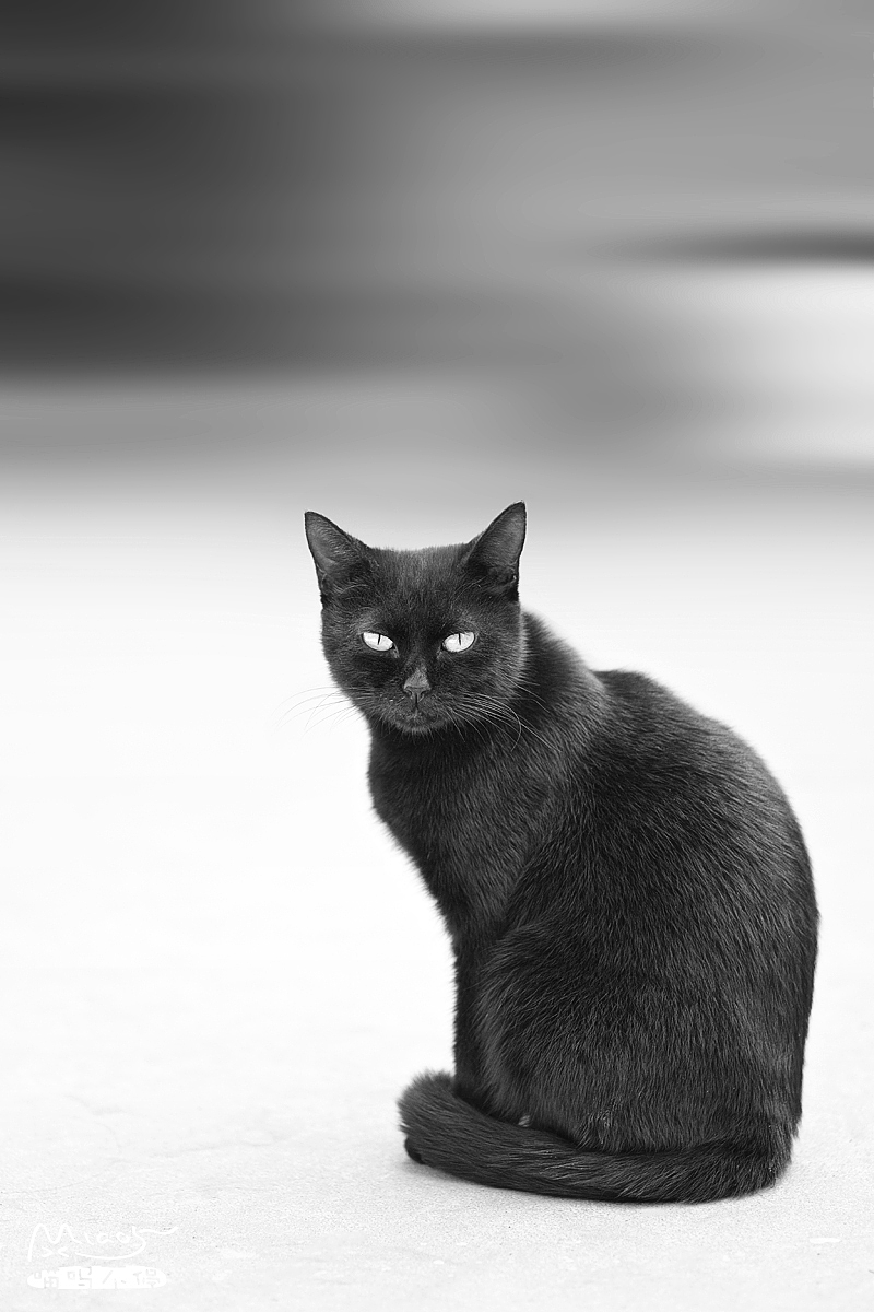 黑白光影世界里的喵星人~