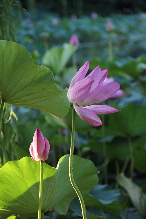 2013-立秋后的-荷